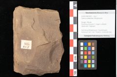 Foto (Objekt + Etikett) von Quercus palaeoilex Ettingshausen (NHMW-GEO-2024-0188-0935)